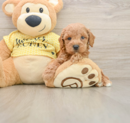 5 week old Poodle Puppy For Sale - Premier Pups