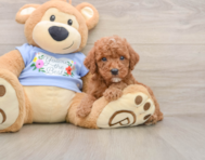 8 week old Poodle Puppy For Sale - Premier Pups