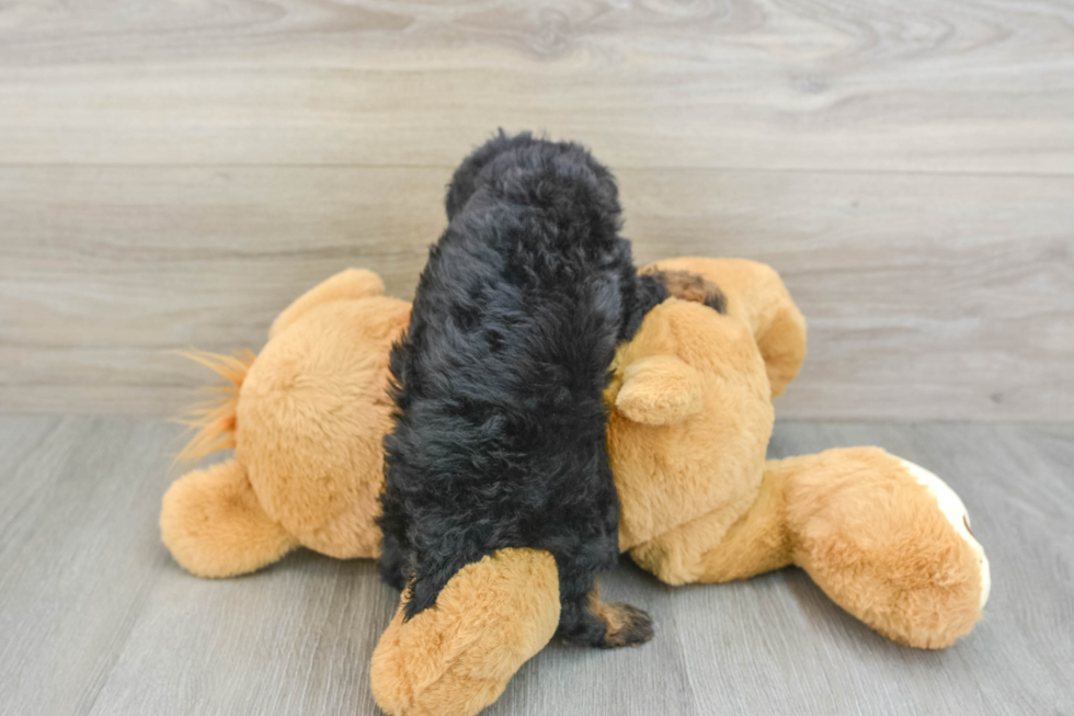 Poodle Pup Being Cute