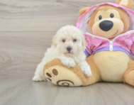 7 week old Poodle Puppy For Sale - Premier Pups