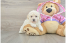 Playful Poodle Baby