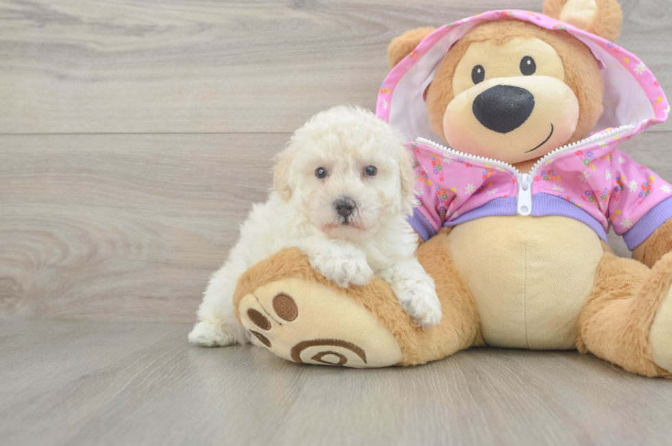 5 week old Poodle Puppy For Sale - Premier Pups