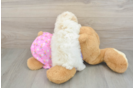 Poodle Puppy for Adoption