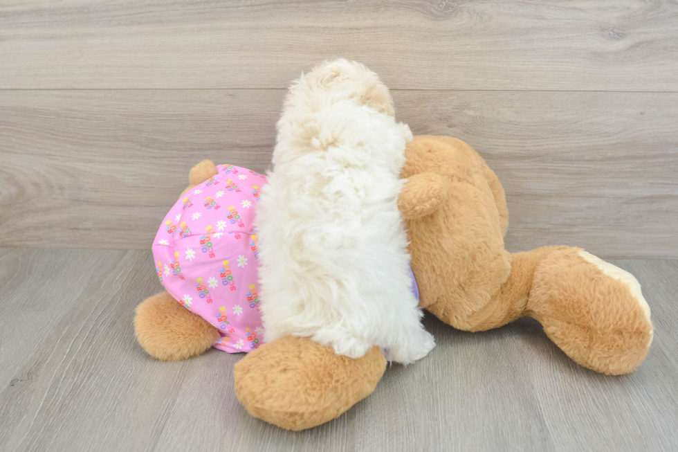 Poodle Puppy for Adoption