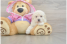 Poodle Puppy for Adoption