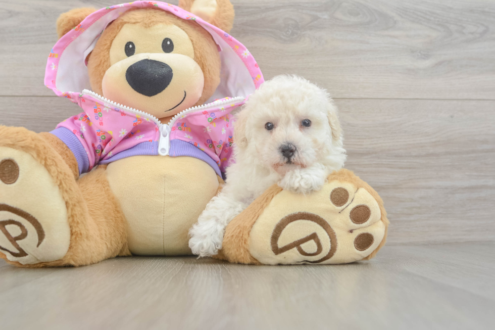 Poodle Puppy for Adoption