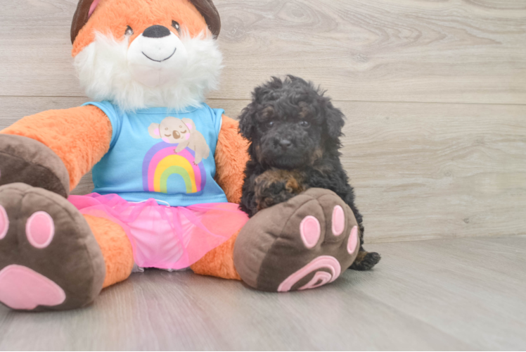 Energetic Caniche Purebred Puppy