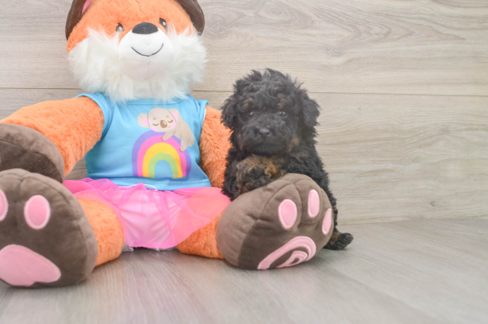 5 week old Poodle Puppy For Sale - Premier Pups