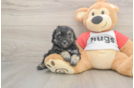 Happy Caniche Purebred Puppy