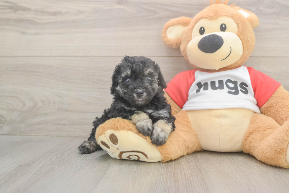 Happy Caniche Purebred Puppy