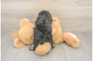Best Poodle Baby