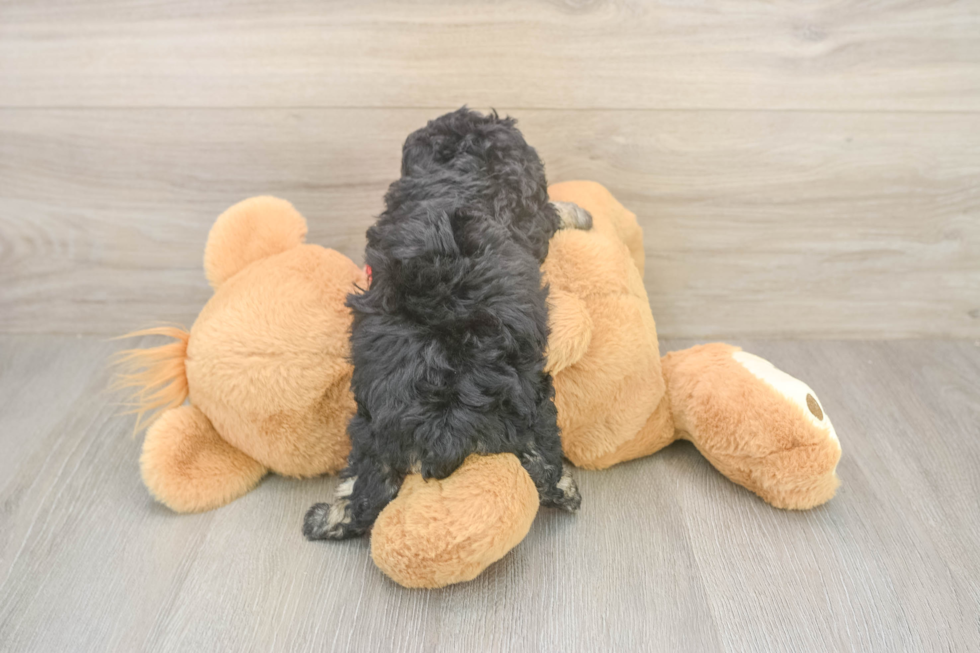 Best Poodle Baby