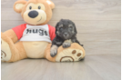 Poodle Puppy for Adoption