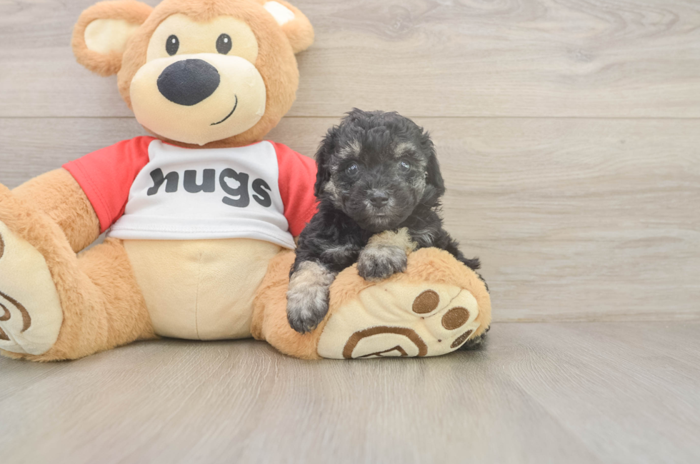 5 week old Poodle Puppy For Sale - Premier Pups