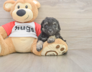 6 week old Poodle Puppy For Sale - Premier Pups 6 week old Poodle Puppy For Sale - Premier Pups
