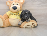 7 week old Poodle Puppy For Sale - Premier Pups