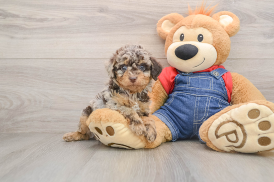 Best Poodle Baby