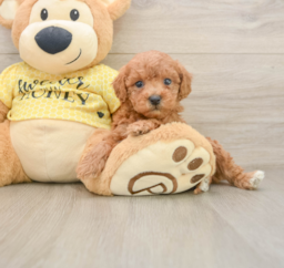 6 week old Poodle Puppy For Sale - Premier Pups