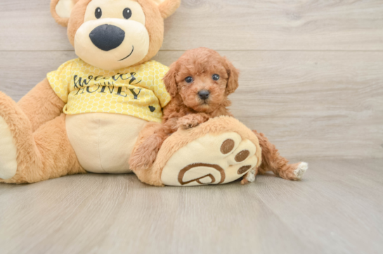 Popular Poodle Baby