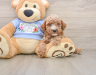 8 week old Poodle Puppy For Sale - Premier Pups