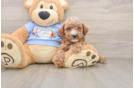 Poodle Puppy for Adoption