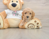 7 week old Poodle Puppy For Sale - Premier Pups