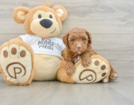 7 week old Poodle Puppy For Sale - Premier Pups