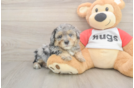 Best Poodle Baby