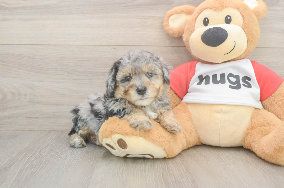 5 week old Poodle Puppy For Sale - Premier Pups