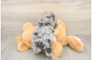 Sweet Pudle Purebred Puppy