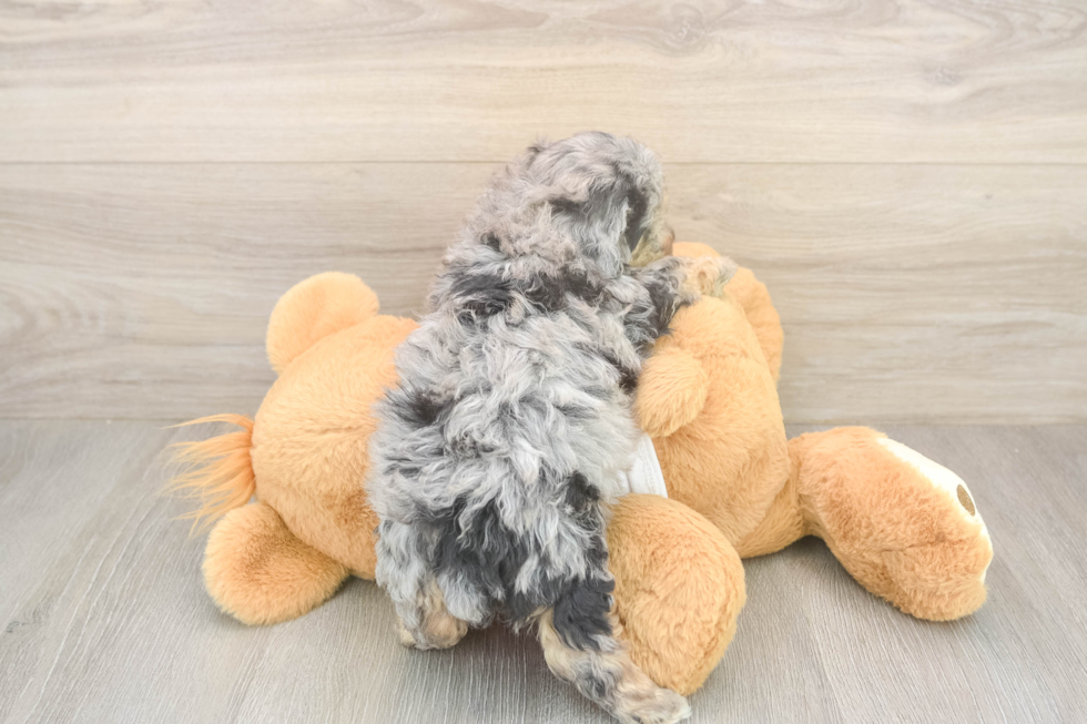 Sweet Pudle Purebred Puppy