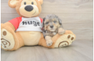 Poodle Pup Being Cute