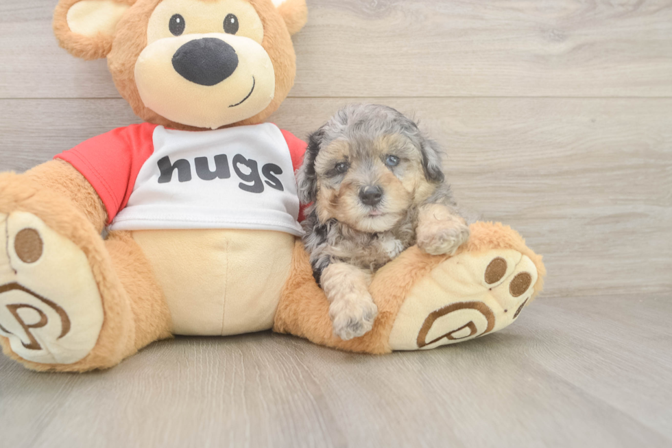 Poodle Pup Being Cute