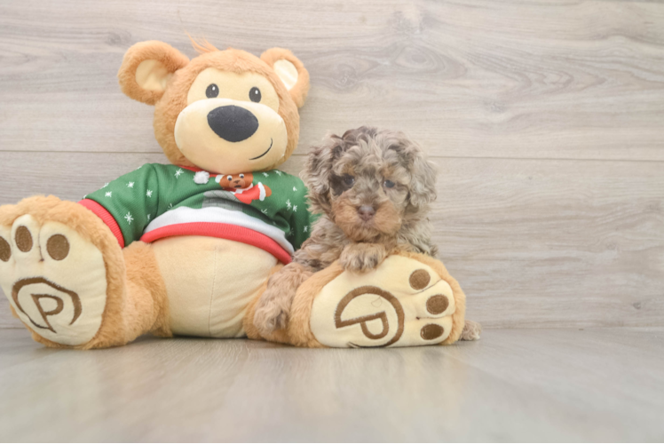 Poodle Pup Being Cute