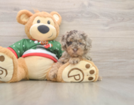 8 week old Poodle Puppy For Sale - Premier Pups