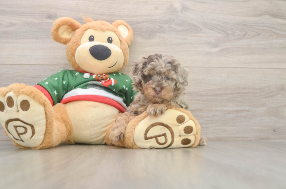 5 week old Poodle Puppy For Sale - Premier Pups