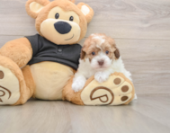 7 week old Poodle Puppy For Sale - Premier Pups