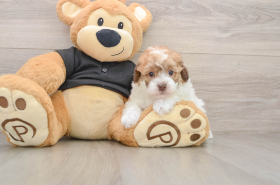 Poodle Pup Being Cute