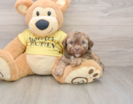 7 week old Poodle Puppy For Sale - Premier Pups