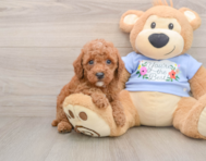8 week old Poodle Puppy For Sale - Premier Pups