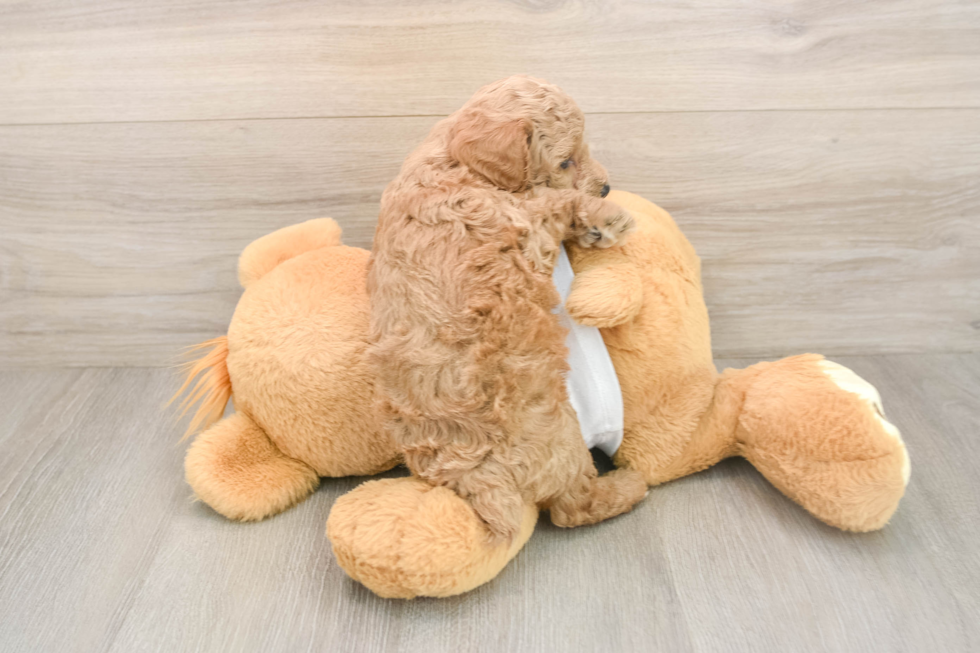 Poodle Puppy for Adoption