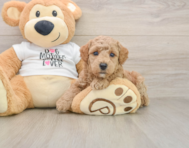 7 week old Poodle Puppy For Sale - Premier Pups