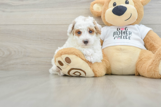 Poodle Pup Being Cute