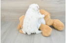 Best Poodle Baby