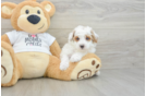 Poodle Puppy for Adoption