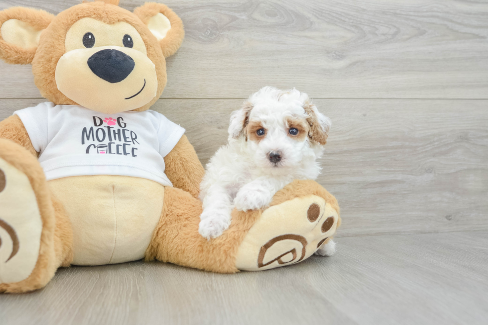 Poodle Puppy for Adoption