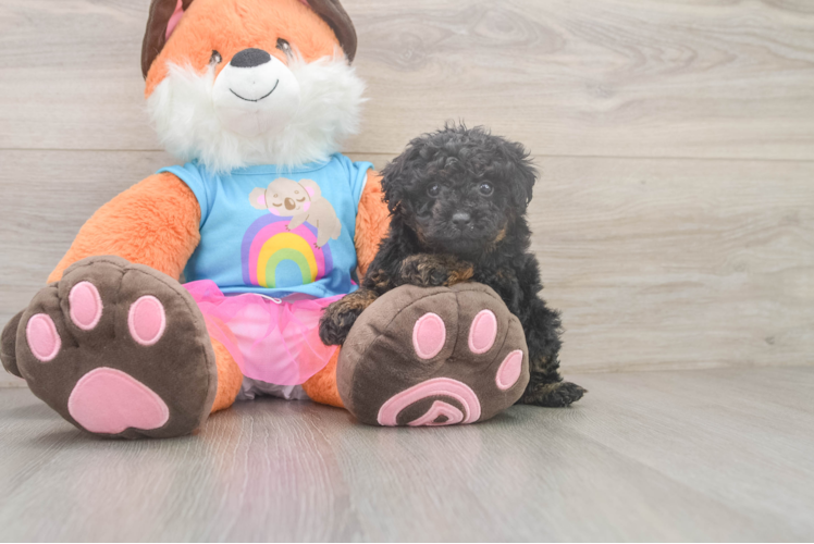 Sweet Pooodle Purebred Puppy