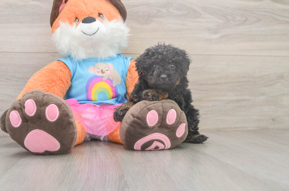 5 week old Poodle Puppy For Sale - Premier Pups