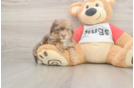 Popular Poodle Purebred Pup