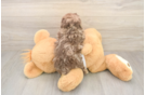 Smart Caniche Purebred Puppy